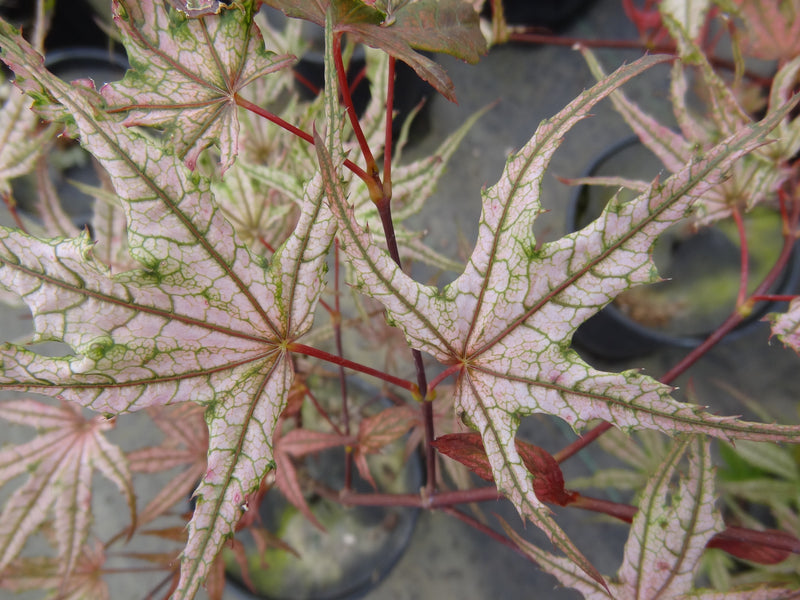 Acer palmatum 'Olsen's Frosted Strawberry' Japanese Maple