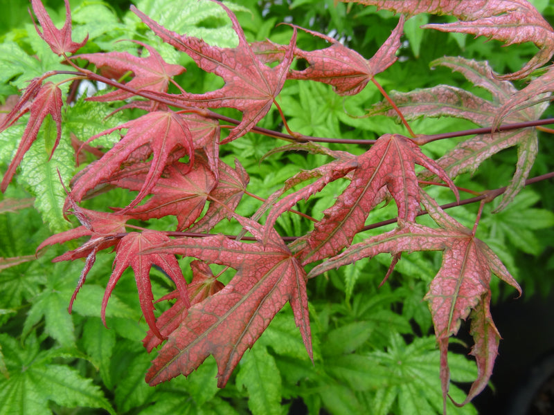 Acer palmatum 'Olsen's Frosted Strawberry' Japanese Maple