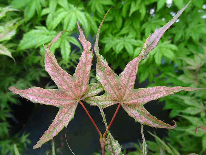 Acer palmatum 'Olsen's Frosted Strawberry' Japanese Maple