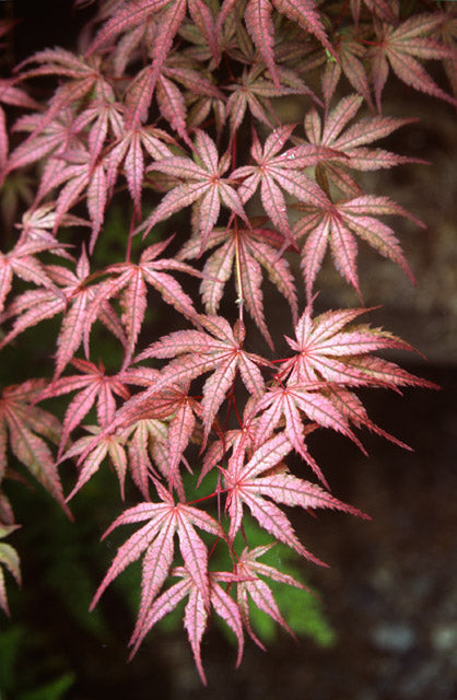 Acer palmatum 'Olsen's Frosted Strawberry' Japanese Maple
