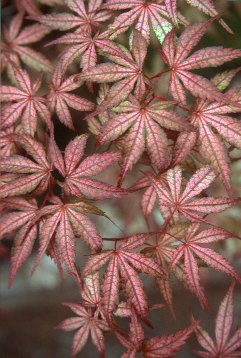 Acer palmatum 'Olsen's Frosted Strawberry' Japanese Maple