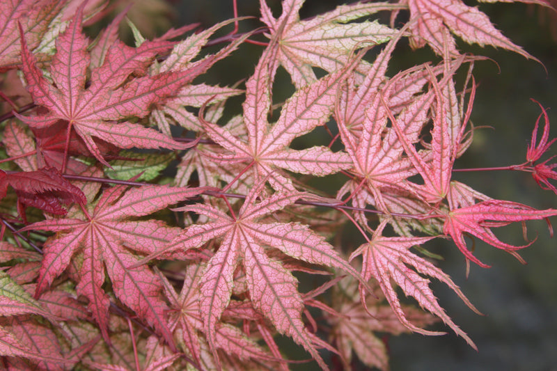 Acer palmatum 'Olsen's Frosted Strawberry' Japanese Maple