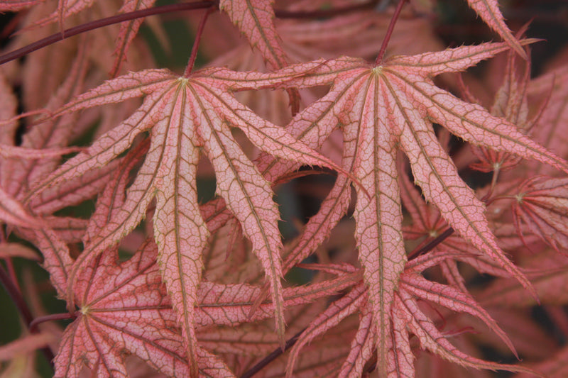 Acer palmatum 'Olsen's Frosted Strawberry' Japanese Maple