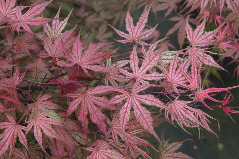 Acer palmatum 'Olsen's Frosted Strawberry' Japanese Maple