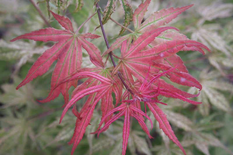 Acer palmatum 'Olsen's Frosted Strawberry' Japanese Maple