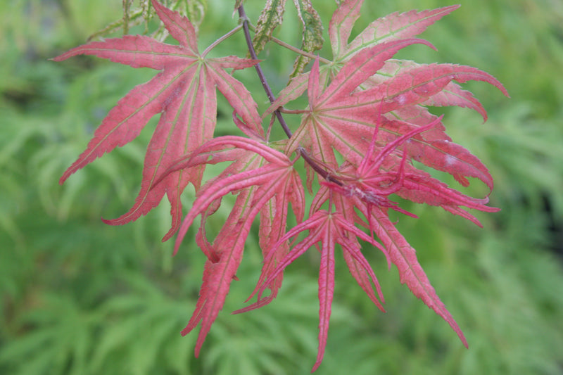 Acer palmatum 'Olsen's Frosted Strawberry' Japanese Maple