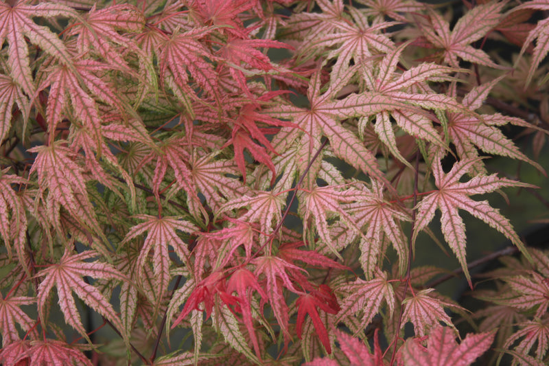 Acer palmatum 'Olsen's Frosted Strawberry' Japanese Maple