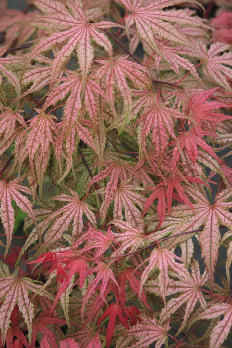Acer palmatum 'Olsen's Frosted Strawberry' Japanese Maple