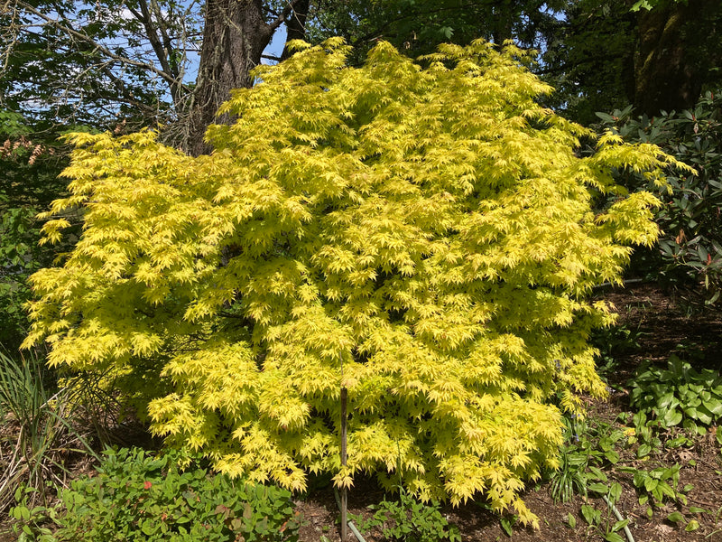 Acer palmatum 'Orange Dream' Japanese Maple