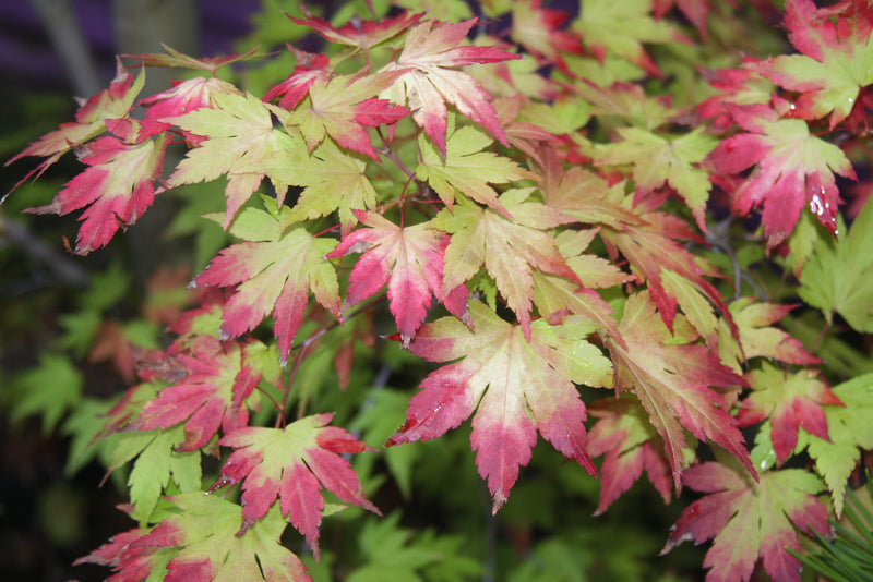 Acer palmatum 'Orange Dream' Japanese Maple