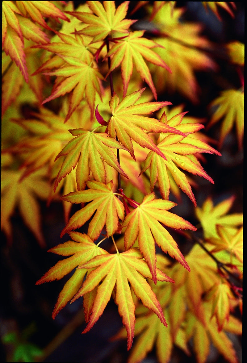 Acer palmatum 'Orange Dream' Japanese Maple