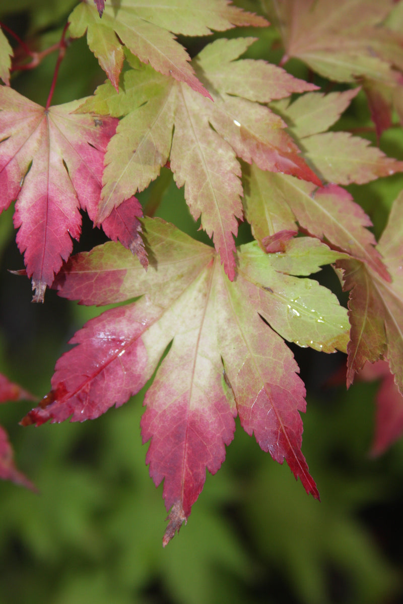 Acer palmatum 'Orange Dream' Japanese Maple