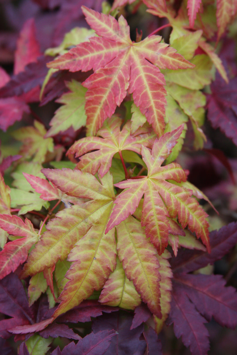 Acer palmatum 'Orange Dream' Japanese Maple