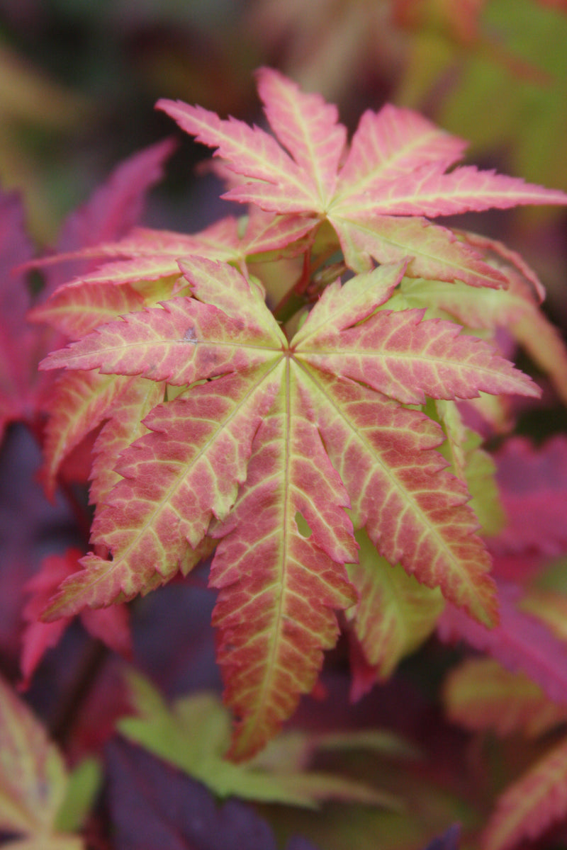 Acer palmatum 'Orange Dream' Japanese Maple