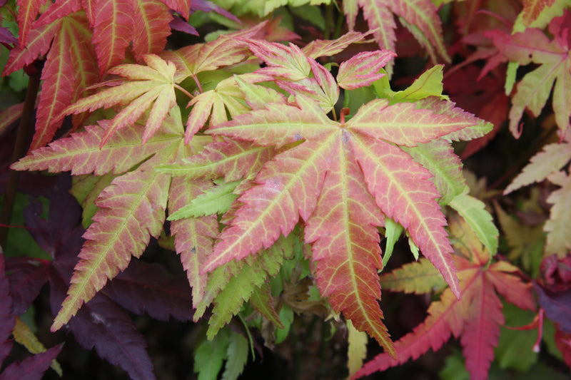Acer palmatum 'Orange Dream' Japanese Maple