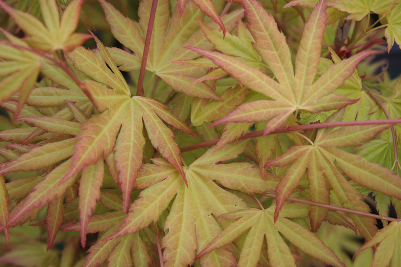 Acer palmatum 'Orange Dream' Japanese Maple