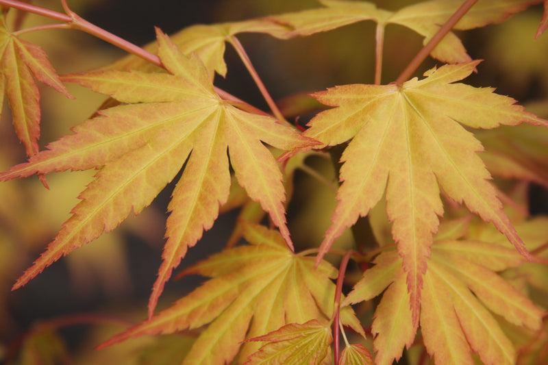 Acer palmatum 'Orange Dream' Japanese Maple
