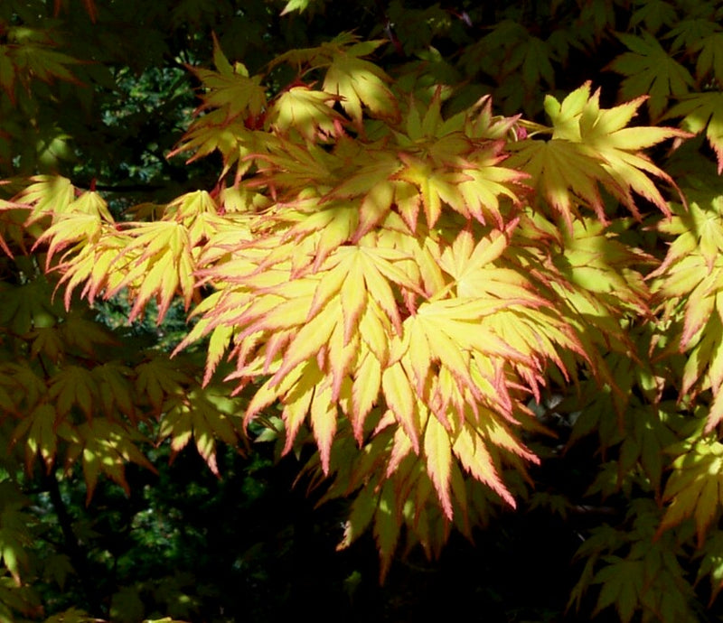 Acer palmatum 'Orange Dream' Japanese Maple
