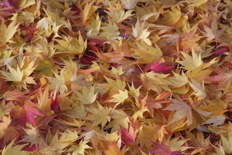 Acer palmatum 'Orange Dream' Japanese Maple
