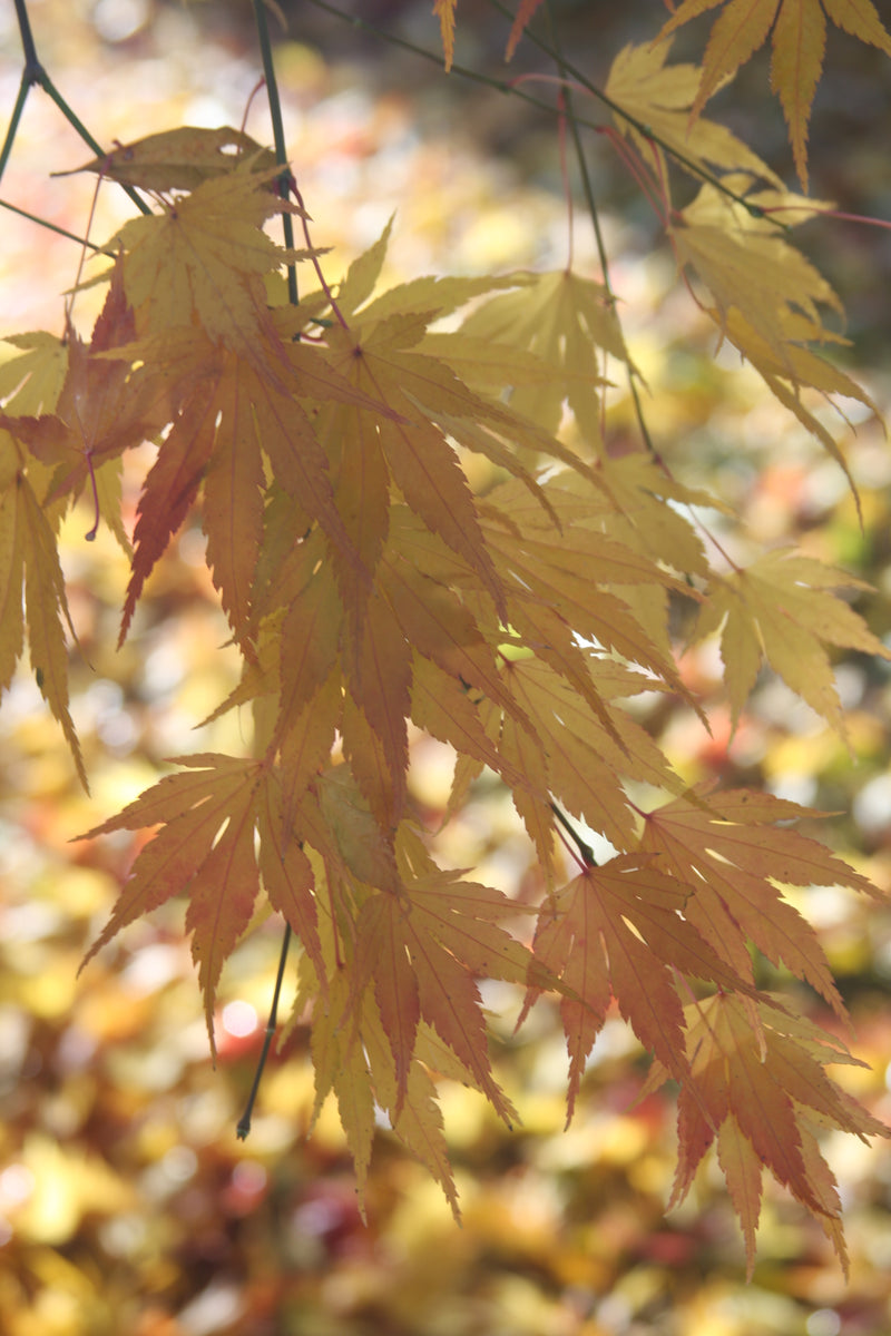 Acer palmatum 'Orange Dream' Japanese Maple