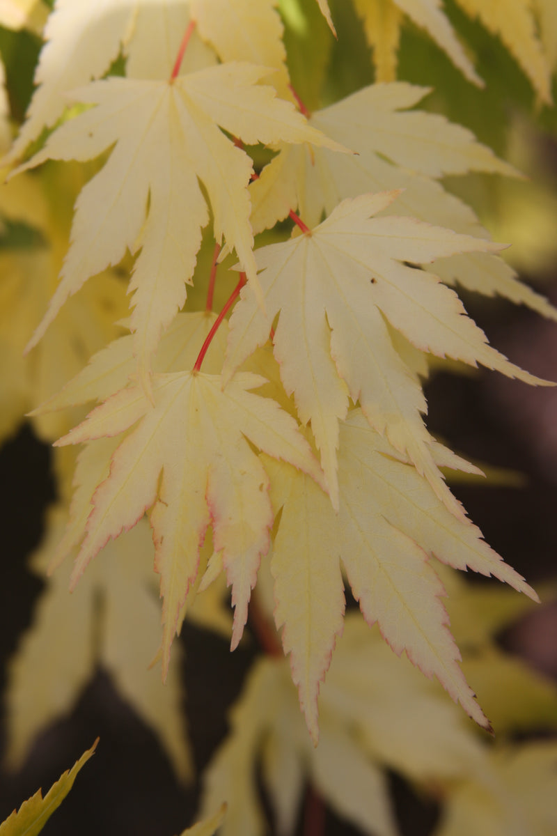 Acer palmatum 'Orange Dream' Japanese Maple