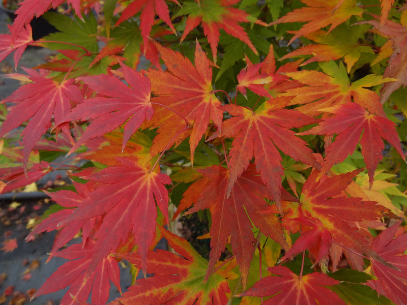 Acer palmatum 'Orange Dream' Japanese Maple