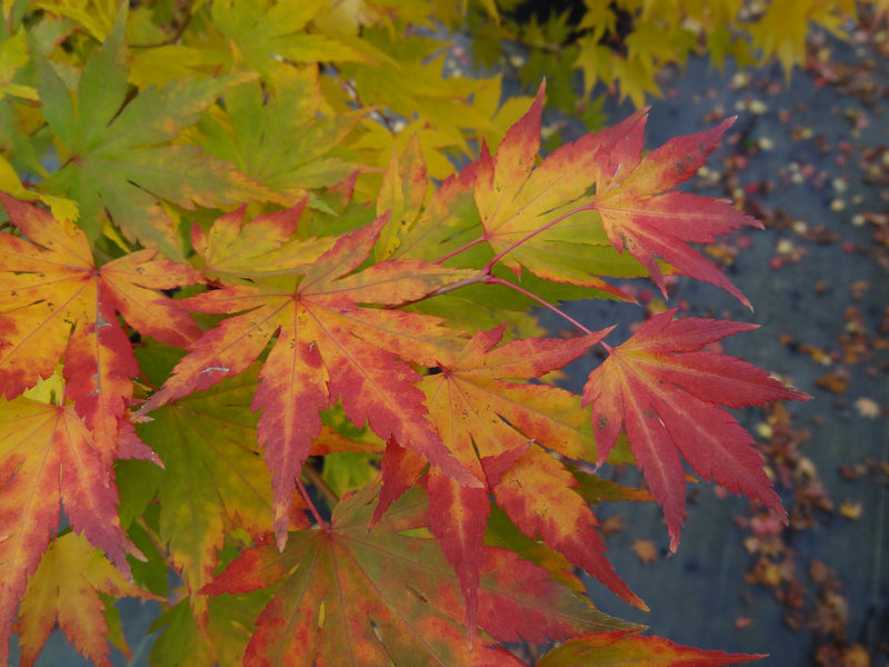 Acer palmatum 'Orange Dream' Japanese Maple