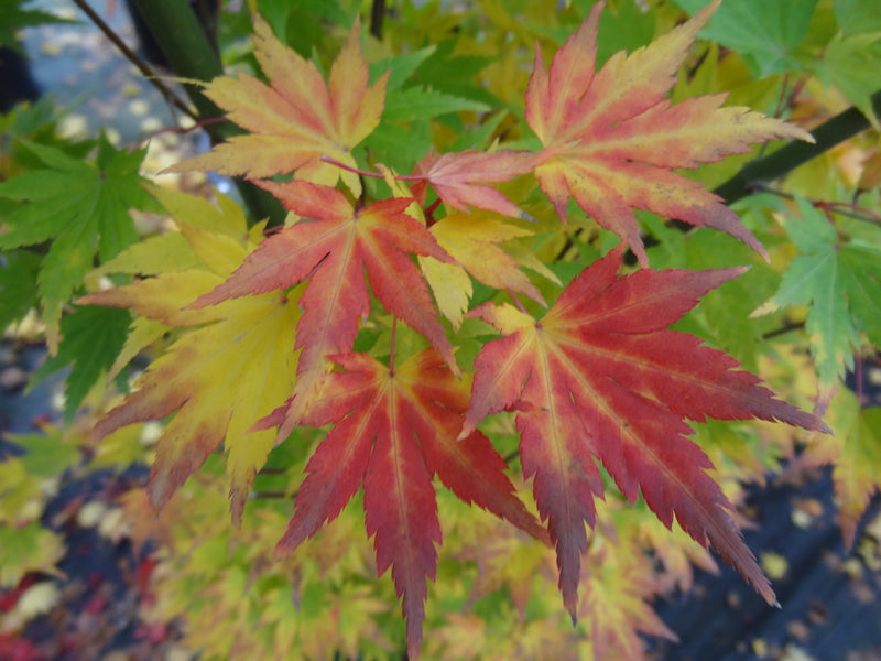 Acer palmatum 'Orange Dream' Japanese Maple