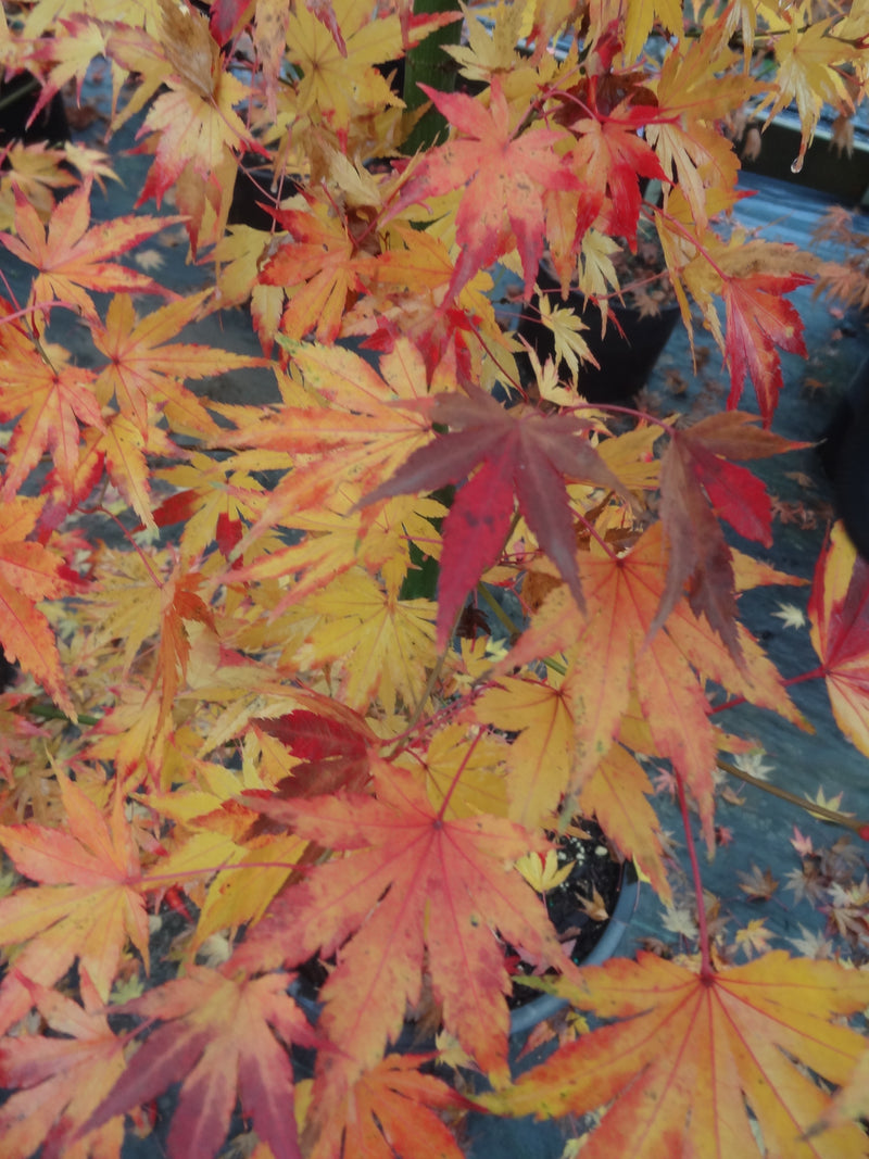 Acer palmatum 'Orange Dream' Japanese Maple