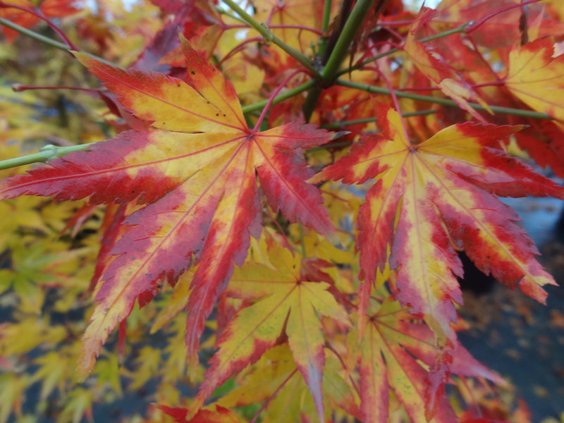 Acer palmatum 'Orange Dream' Japanese Maple