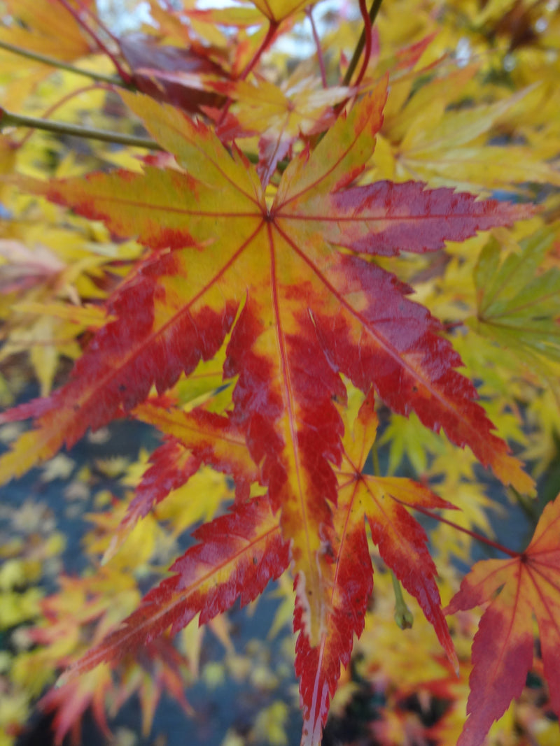 Acer palmatum 'Orange Dream' Japanese Maple