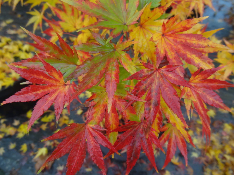 Acer palmatum 'Orange Dream' Japanese Maple