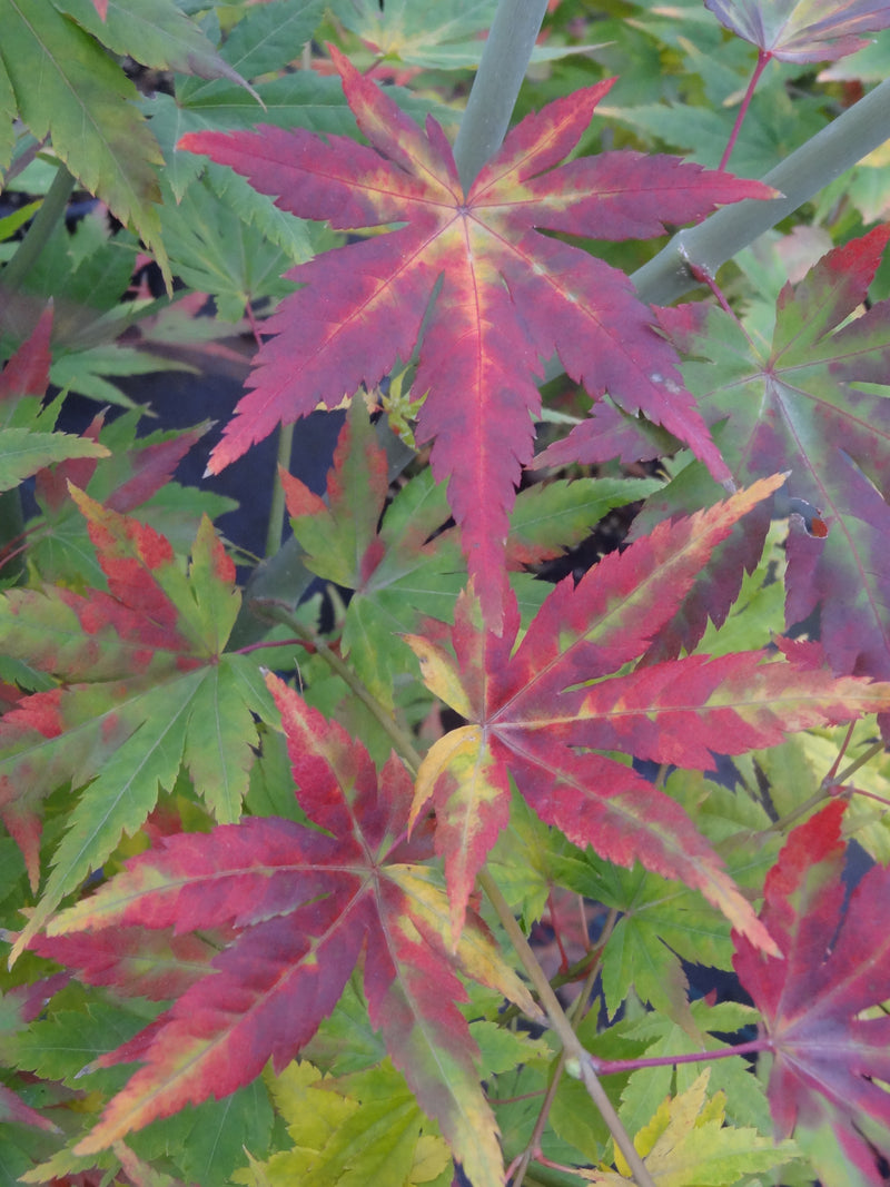 Acer palmatum 'Orange Dream' Japanese Maple