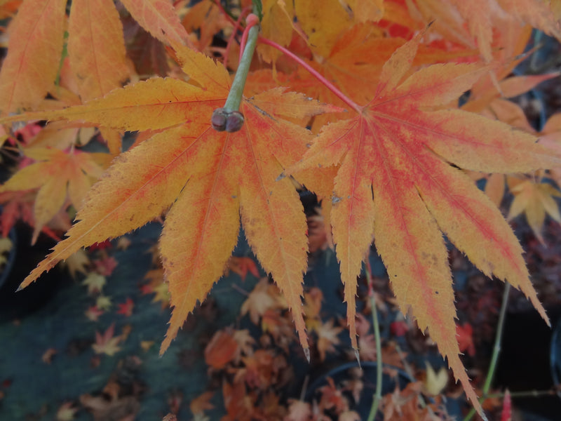 Acer palmatum 'Orange Dream' Japanese Maple