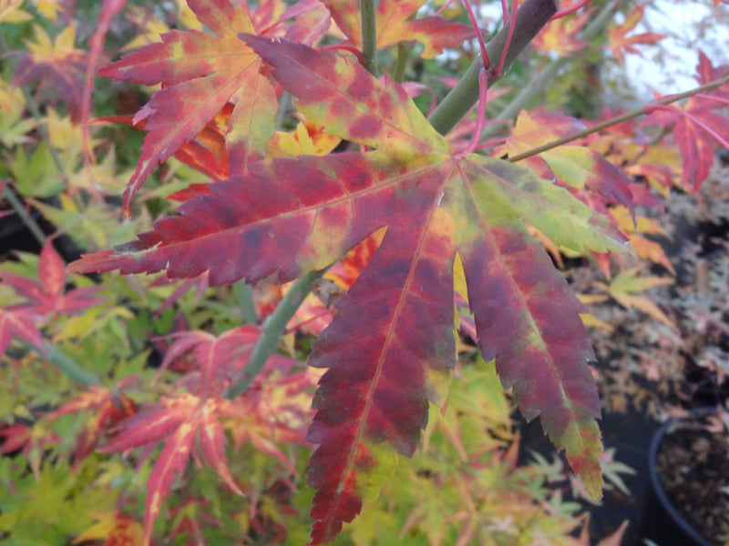 Acer palmatum 'Orange Dream' Japanese Maple
