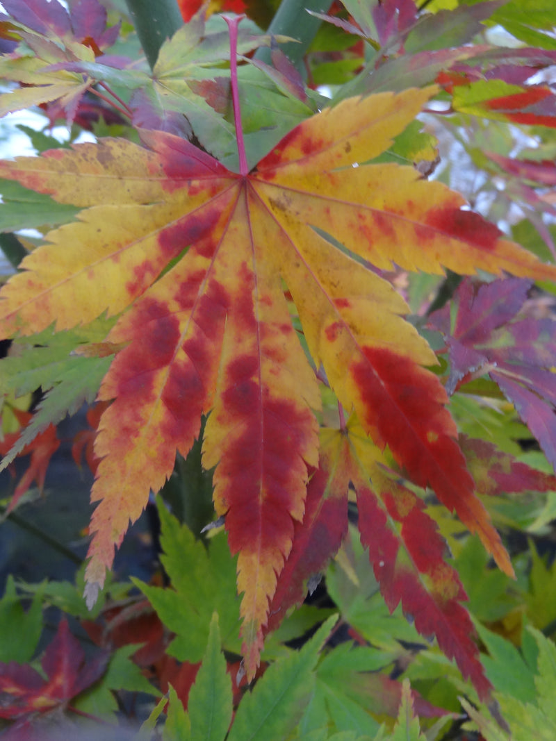 Acer palmatum 'Orange Dream' Japanese Maple