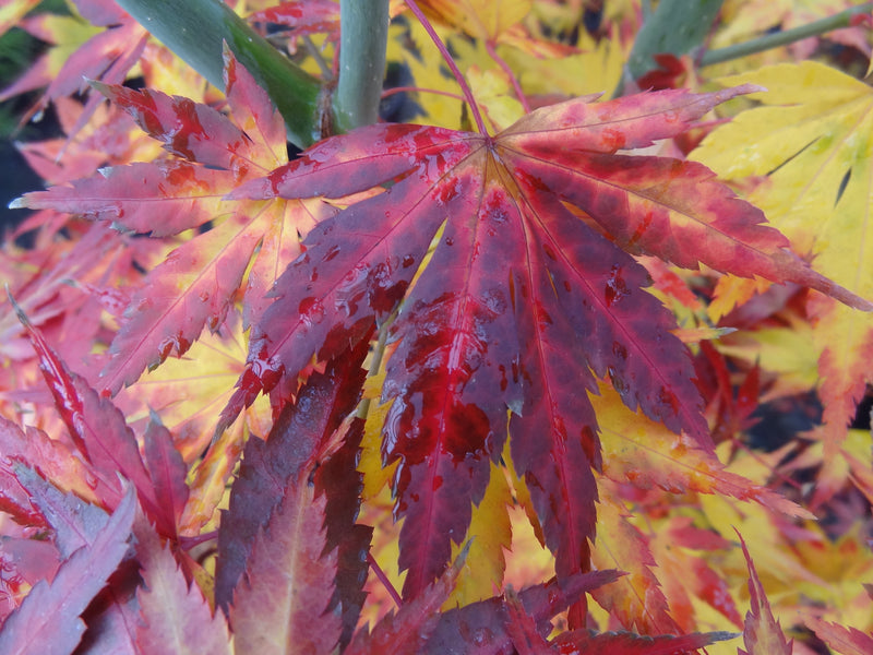 Acer palmatum 'Orange Dream' Japanese Maple