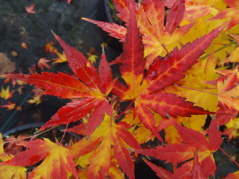 Acer palmatum 'Orange Dream' Japanese Maple