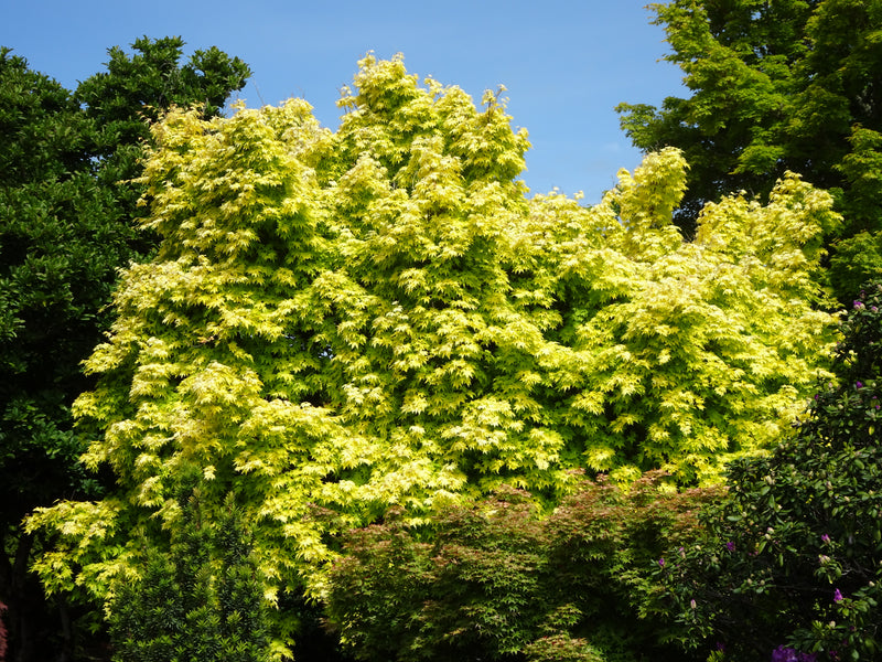 Acer palmatum 'Orange Dream' Japanese Maple