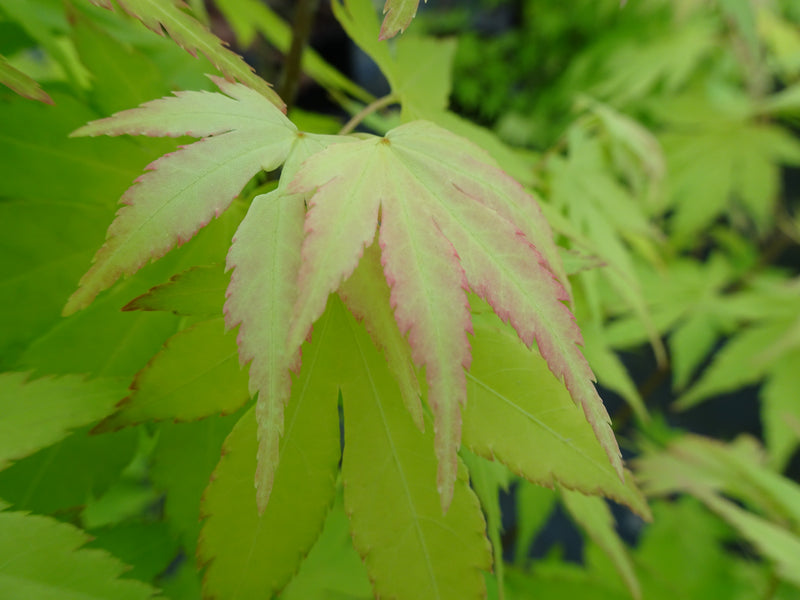 Acer palmatum 'Orange Dream' Japanese Maple