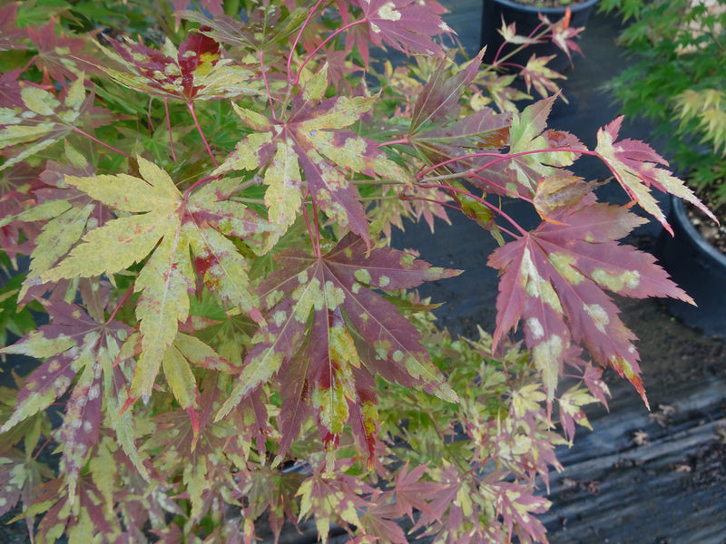 Acer palmatum 'Orange Dream' Japanese Maple