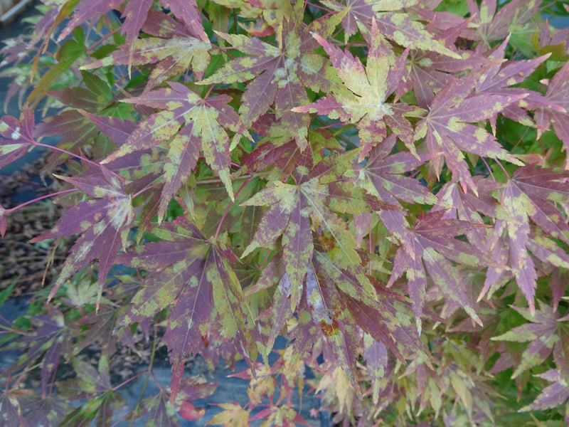 Acer palmatum 'Orange Dream' Japanese Maple
