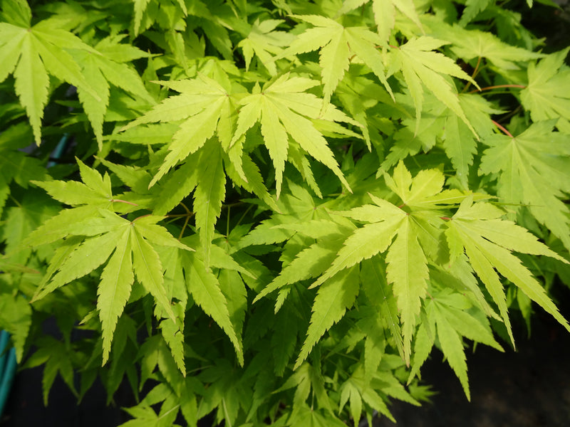 Acer palmatum 'Orange Dream' Japanese Maple