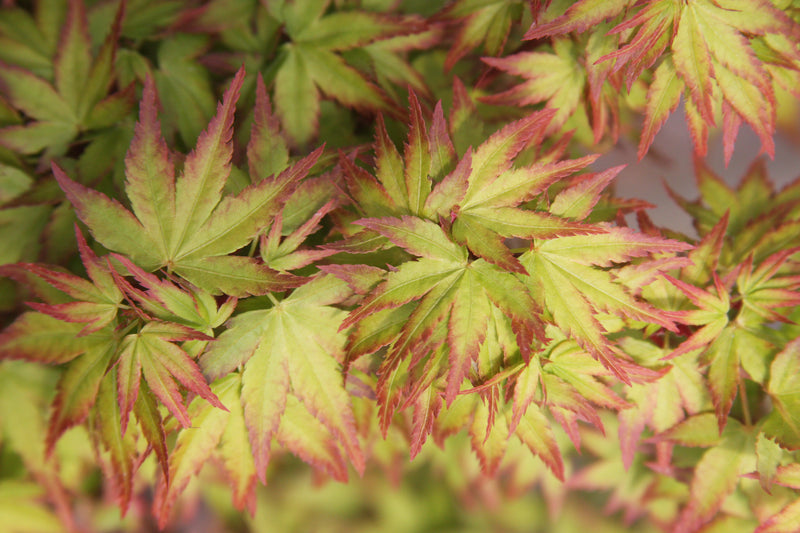 Acer palmatum 'Saiho' Dwarf Japanese Maple