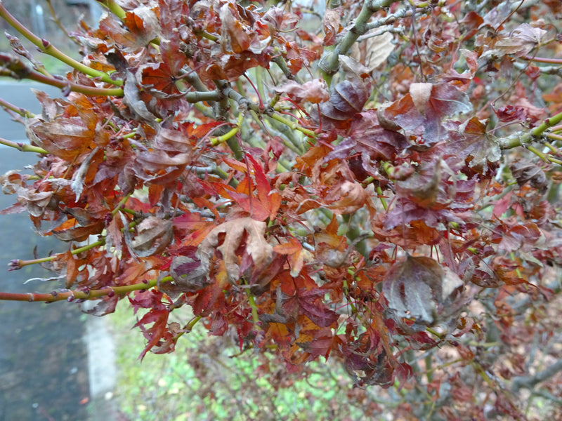 Acer palmatum 'Saiho' Dwarf Japanese Maple
