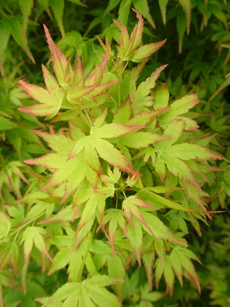 Acer palmatum 'Saiho' Dwarf Japanese Maple