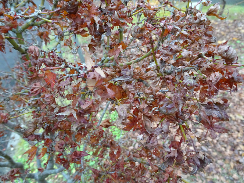 Acer palmatum 'Saiho' Dwarf Japanese Maple