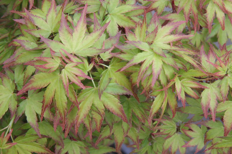 Acer palmatum 'Saiho' Dwarf Japanese Maple