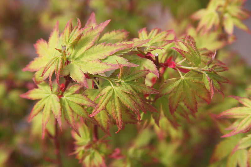 Acer palmatum 'Saiho' Dwarf Japanese Maple