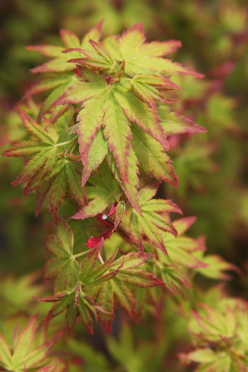 Acer palmatum 'Saiho' Dwarf Japanese Maple